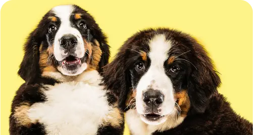 Paseos para perros en Cusco