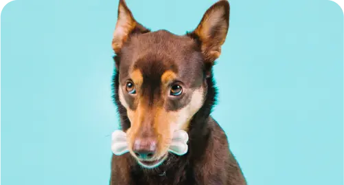 Guardería diaria para mascotas