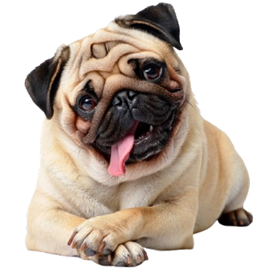 Ilustración de un perro pug feliz
